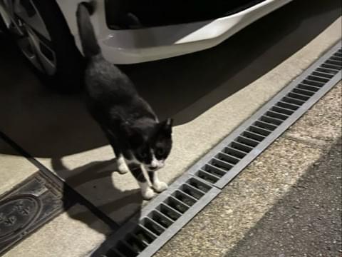 目撃された猫 目撃された猫