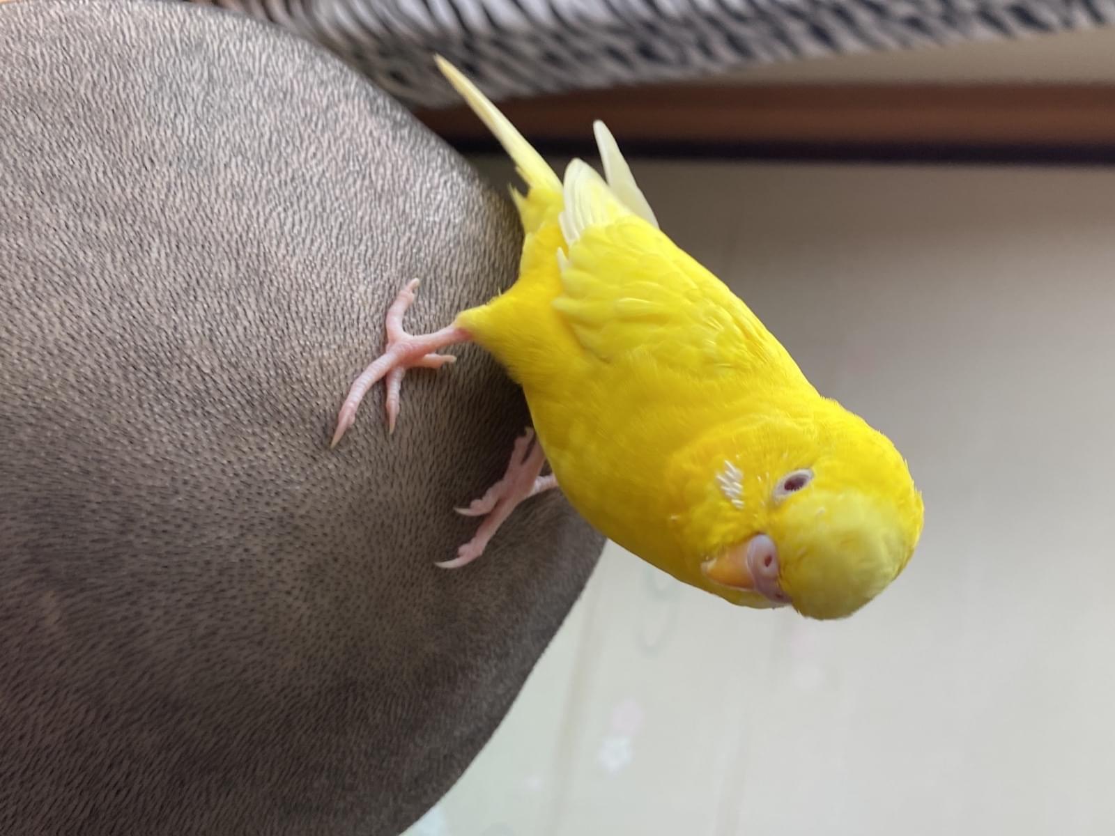 保護された鳥 保護された鳥