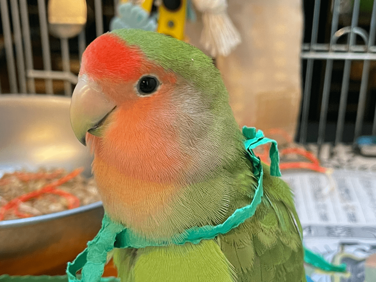 迷子になった鳥 迷子になった鳥