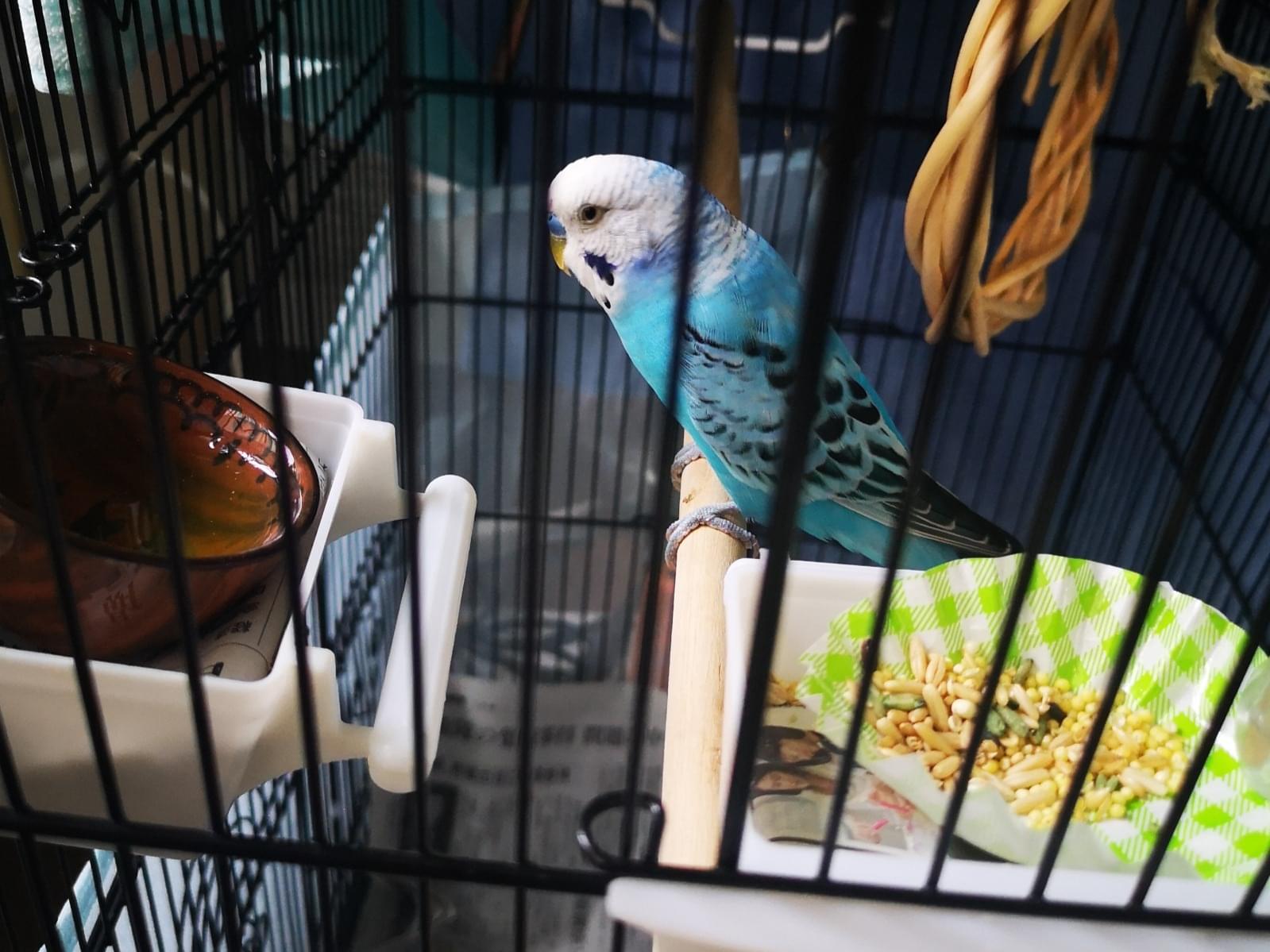 保護された鳥 保護された鳥