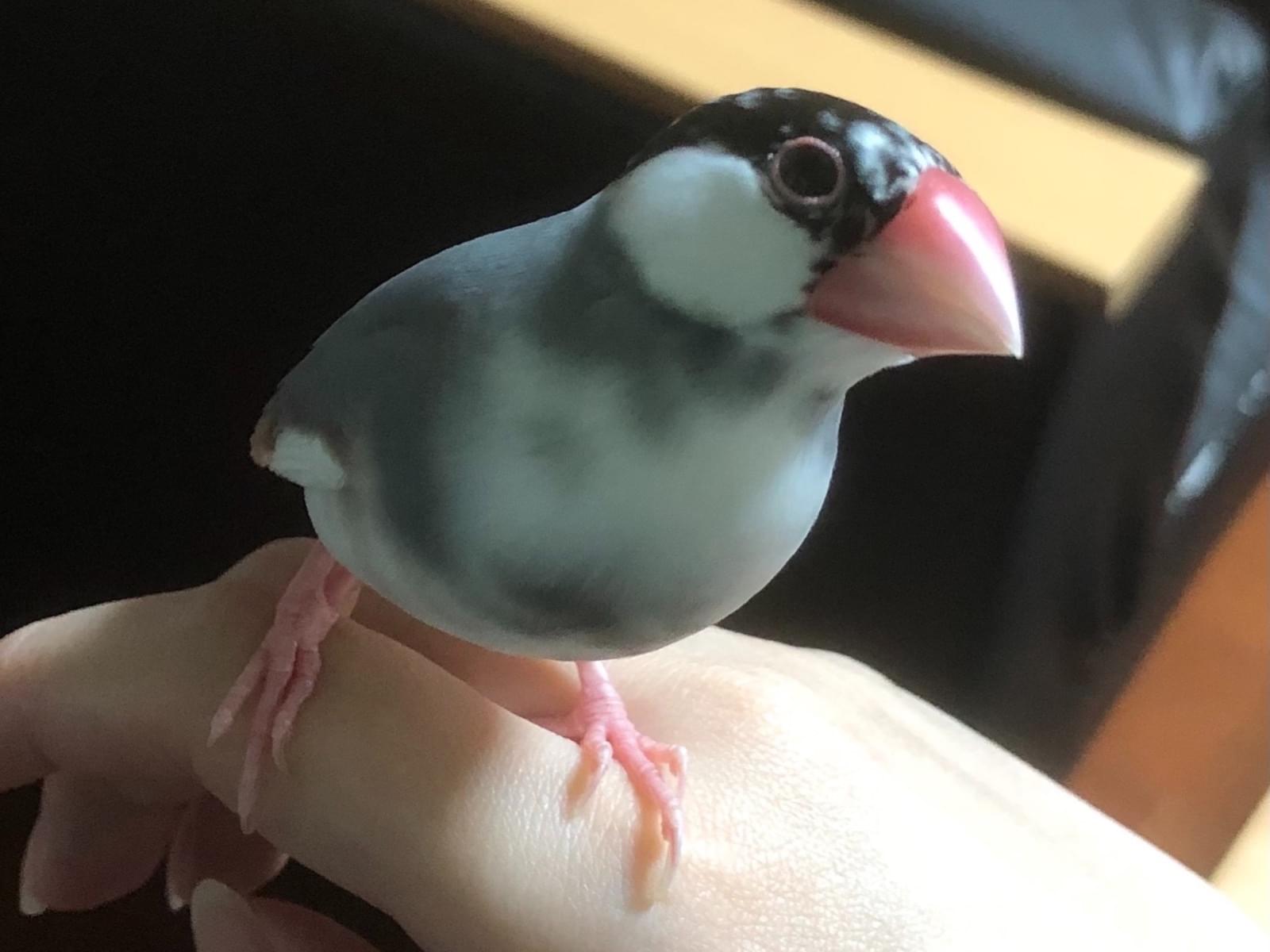 ポンちゃん ポンちゃん