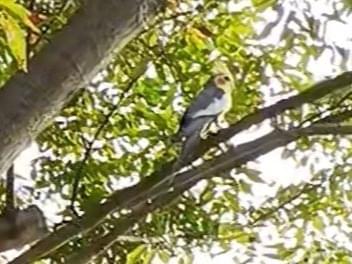 目撃された鳥 目撃された鳥