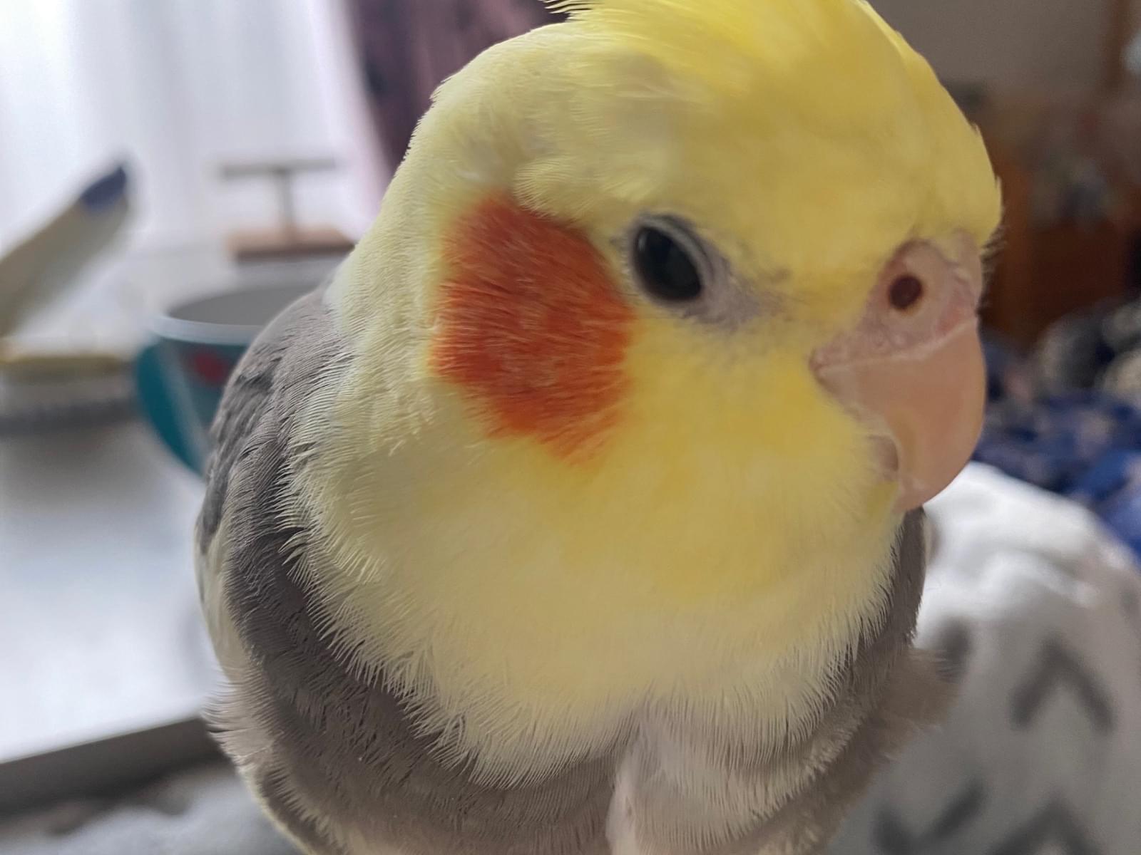 ふくちゃん ふくちゃん