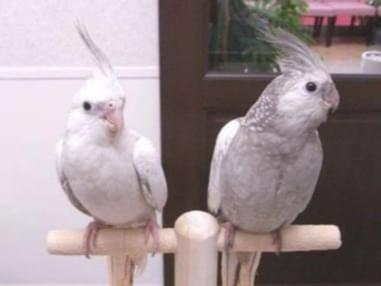 オカメインコちゃん オカメインコちゃん