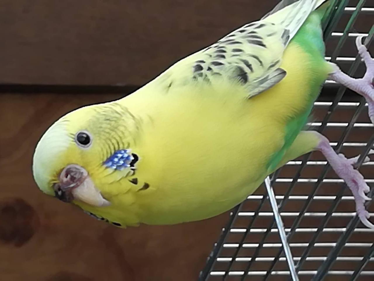 ピッピちゃん ピッピちゃん