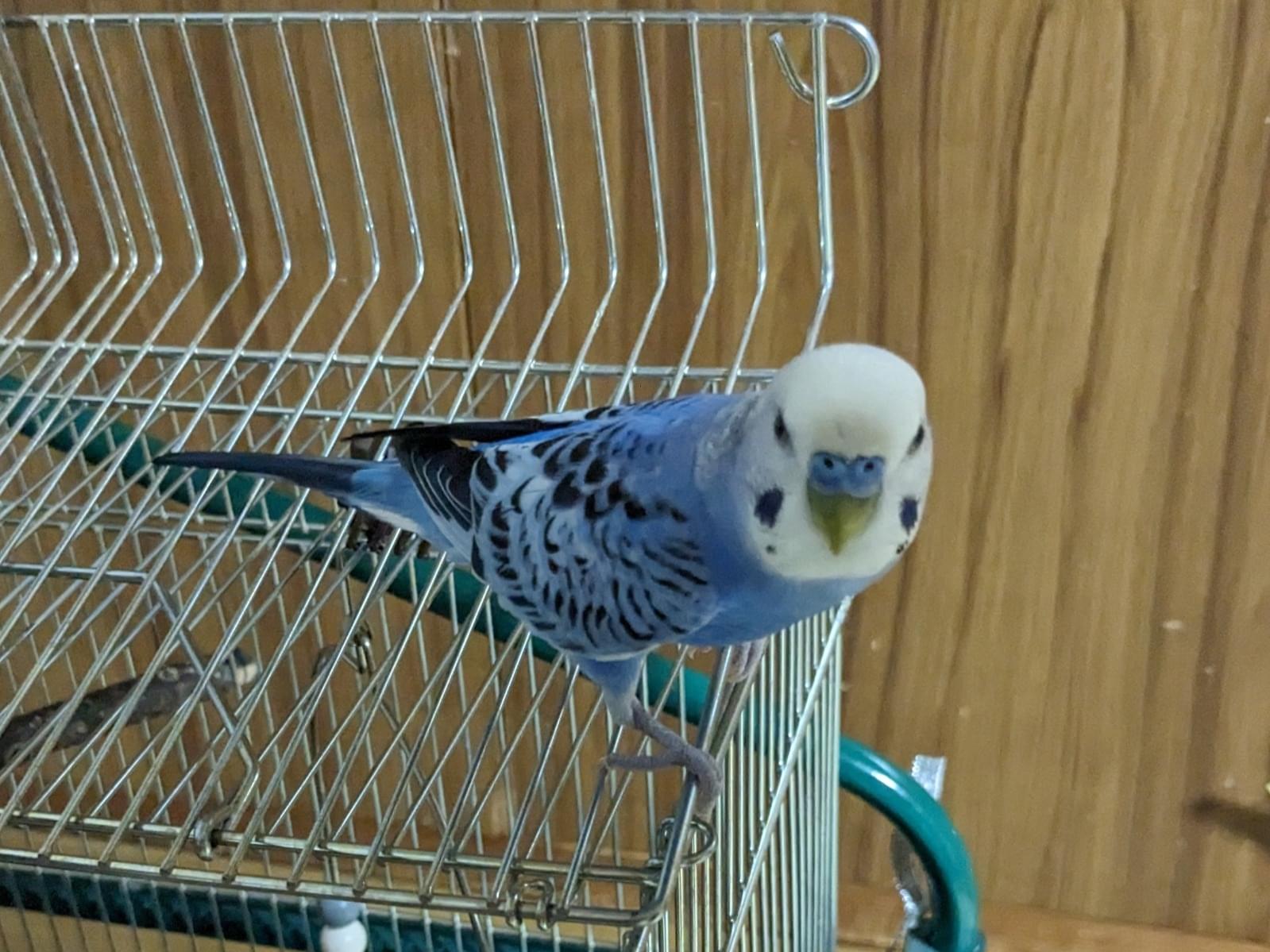 かいちゃん かいちゃん