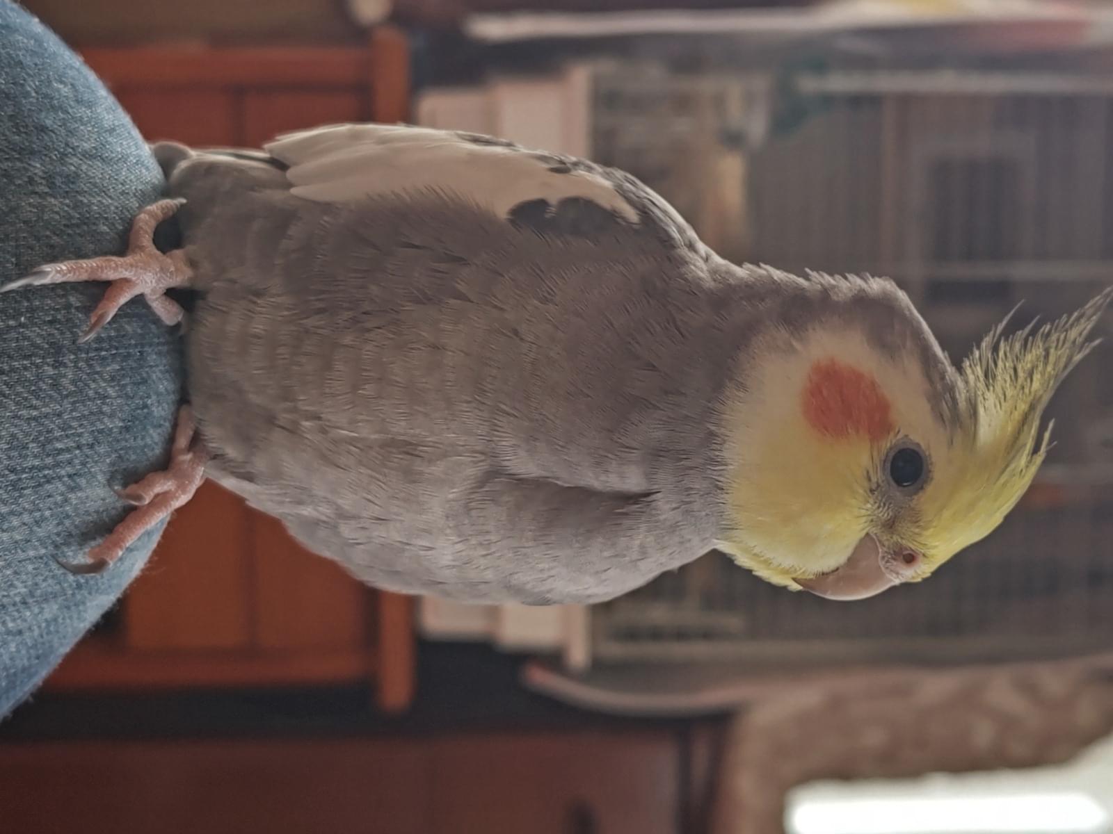 ぴーちゃん ぴーちゃん