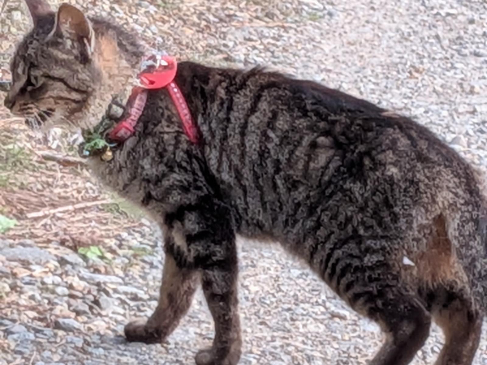 目撃された猫
