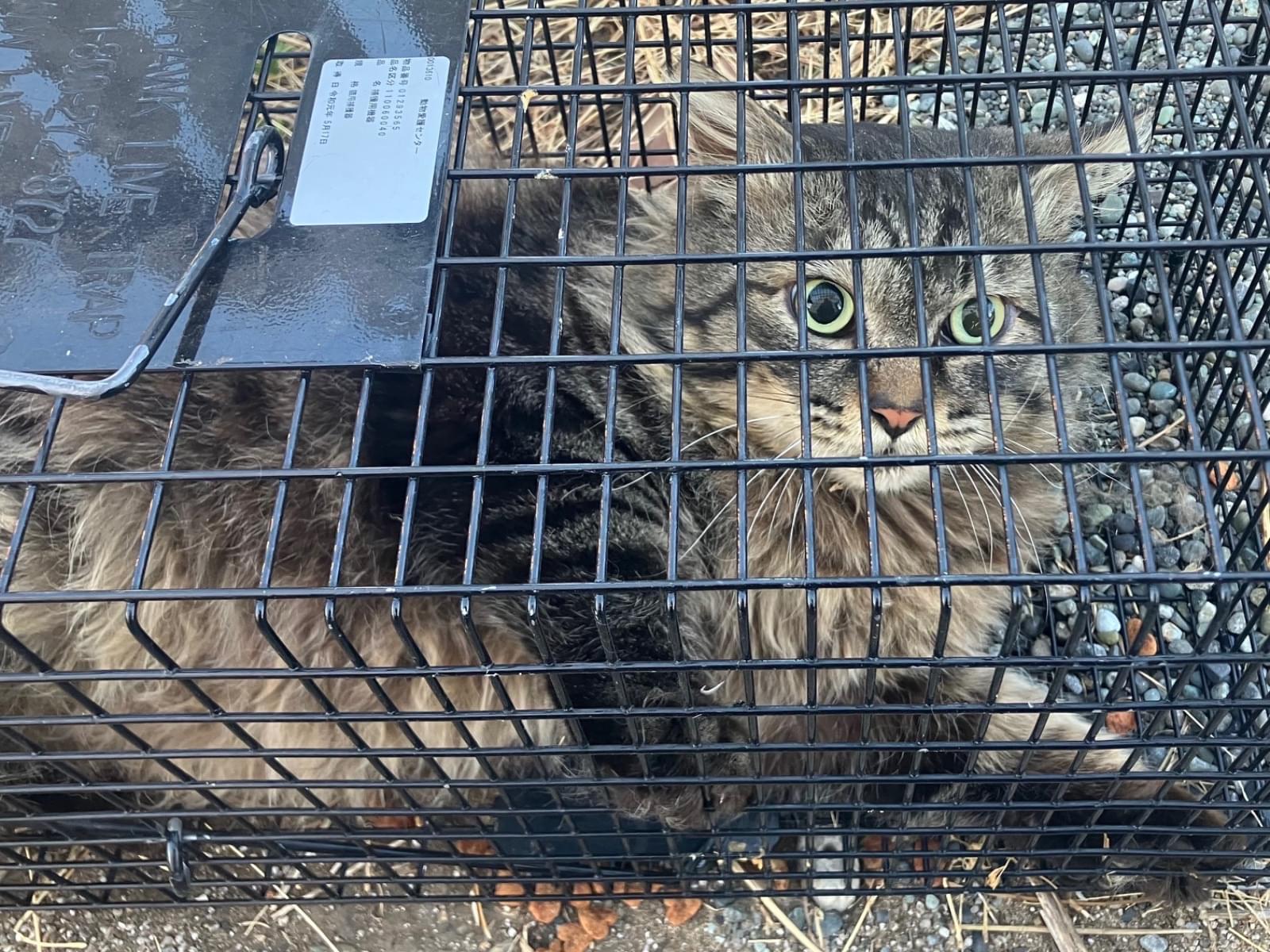 保護された猫 保護された猫