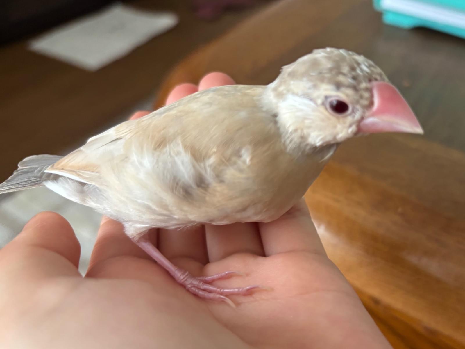 きなこちゃん きなこちゃん