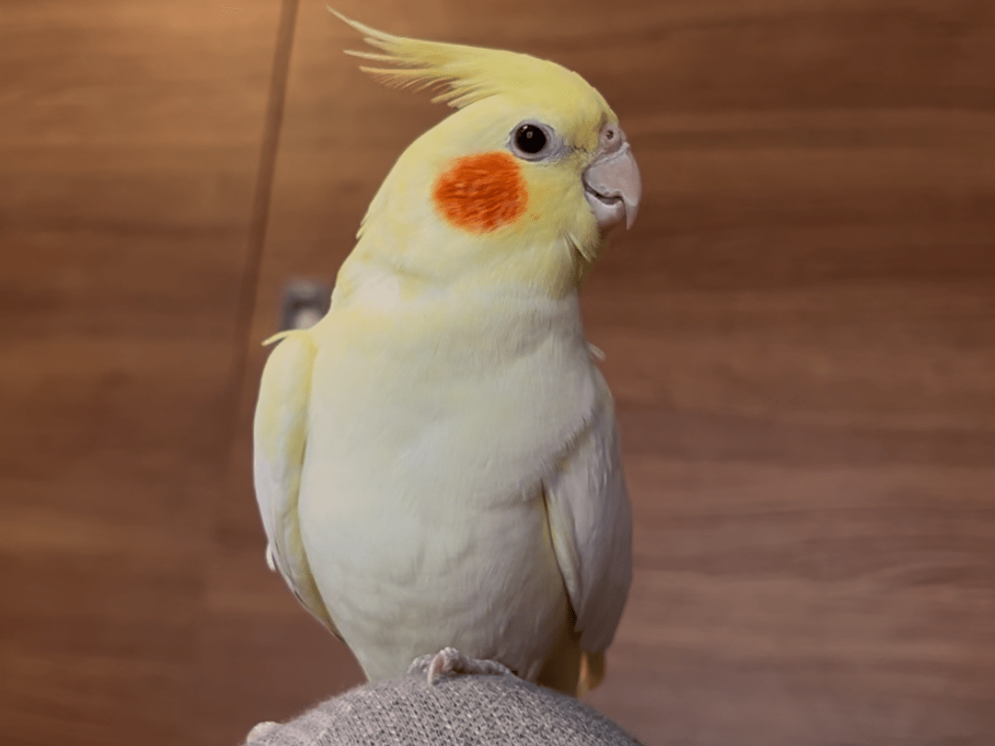 ピノちゃん ピノちゃん