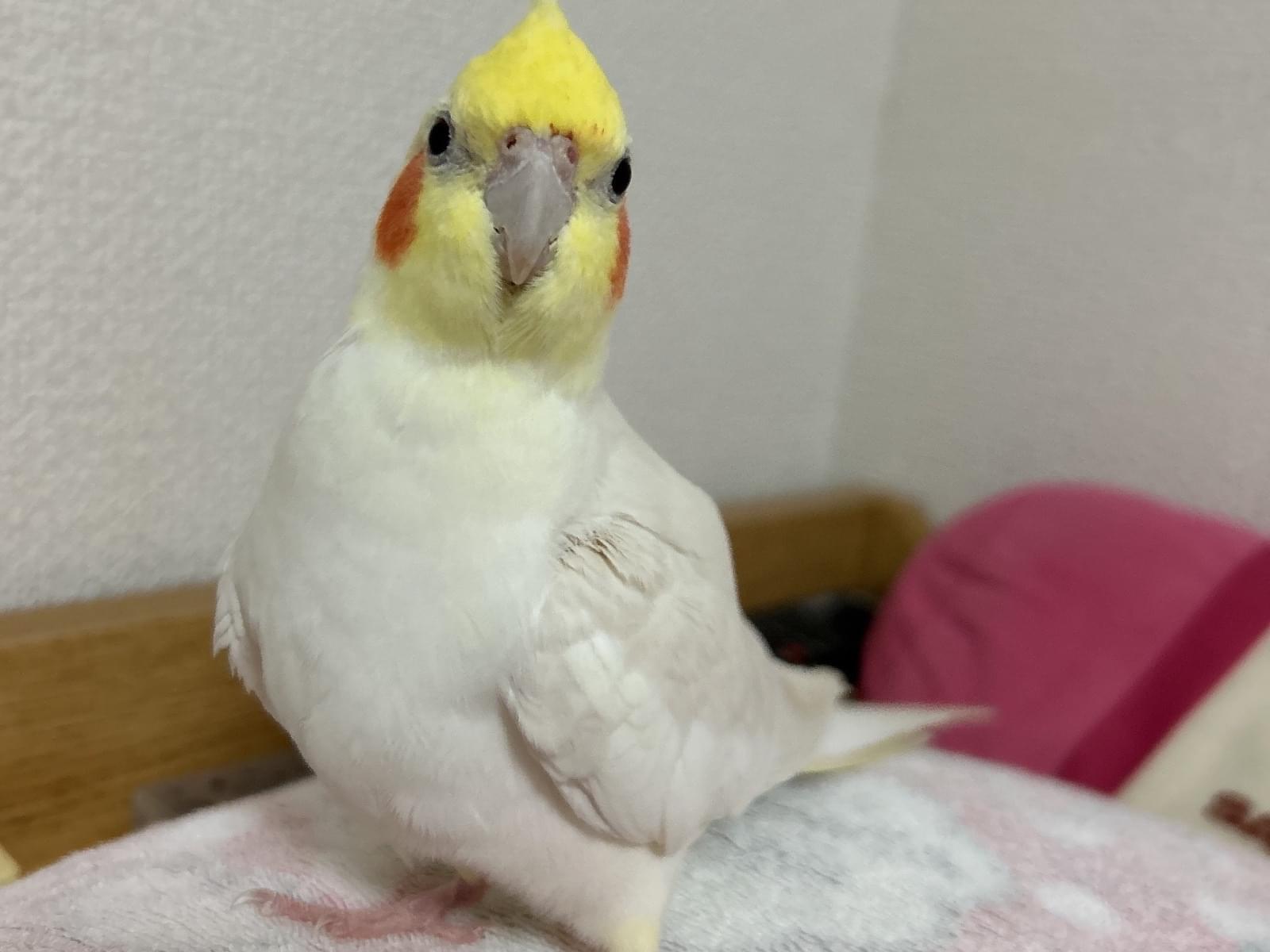 ハニーちゃん ハニーちゃん