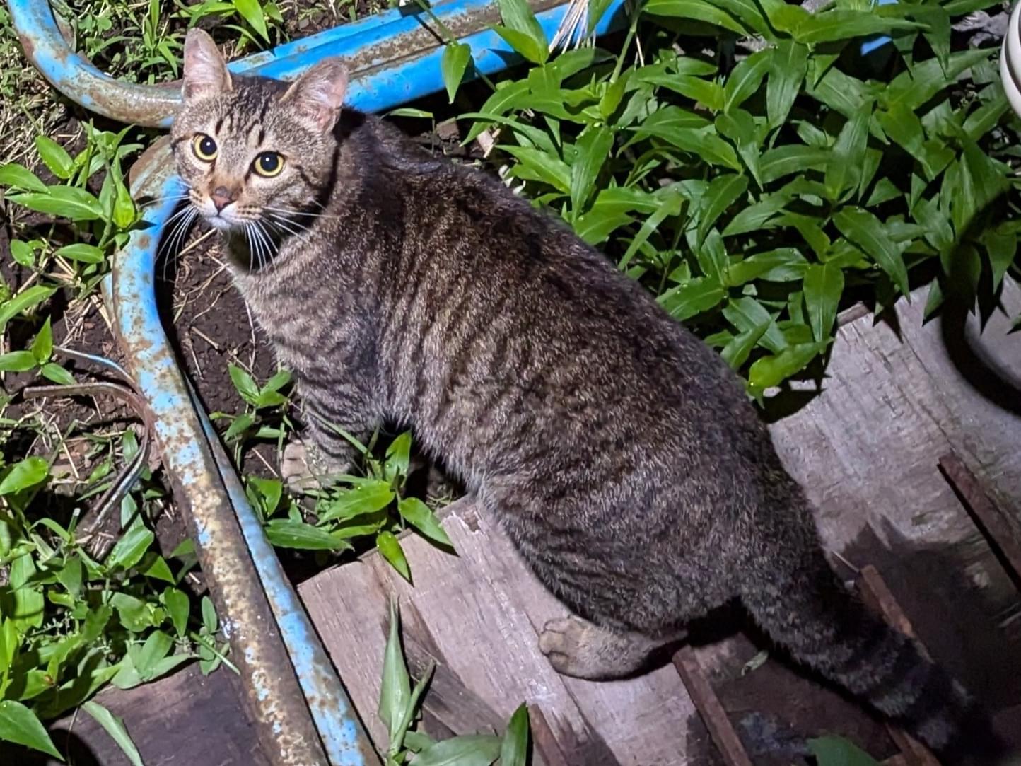 目撃された猫 目撃された猫