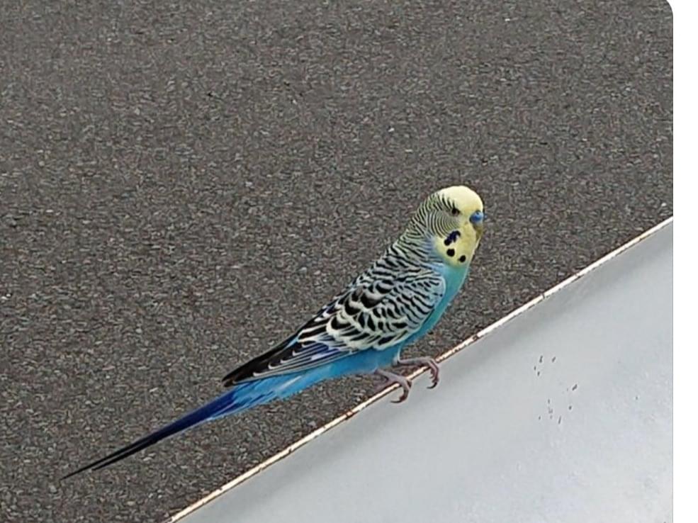 目撃された鳥 目撃された鳥
