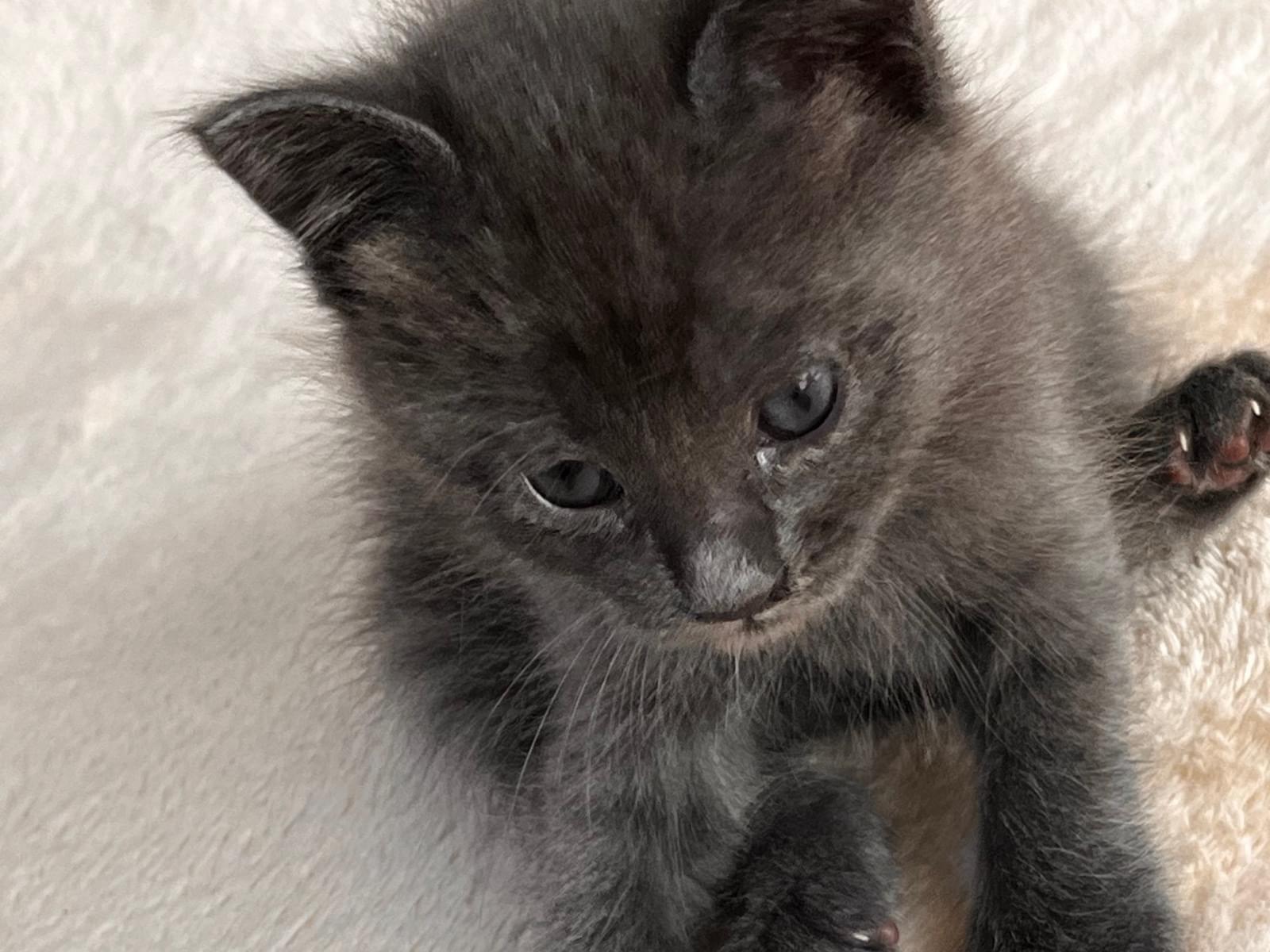 保護された猫 保護された猫