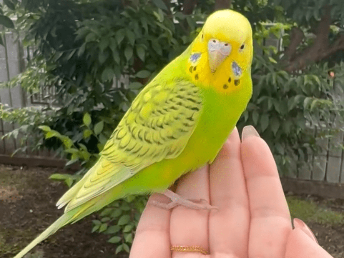 保護された鳥 保護された鳥