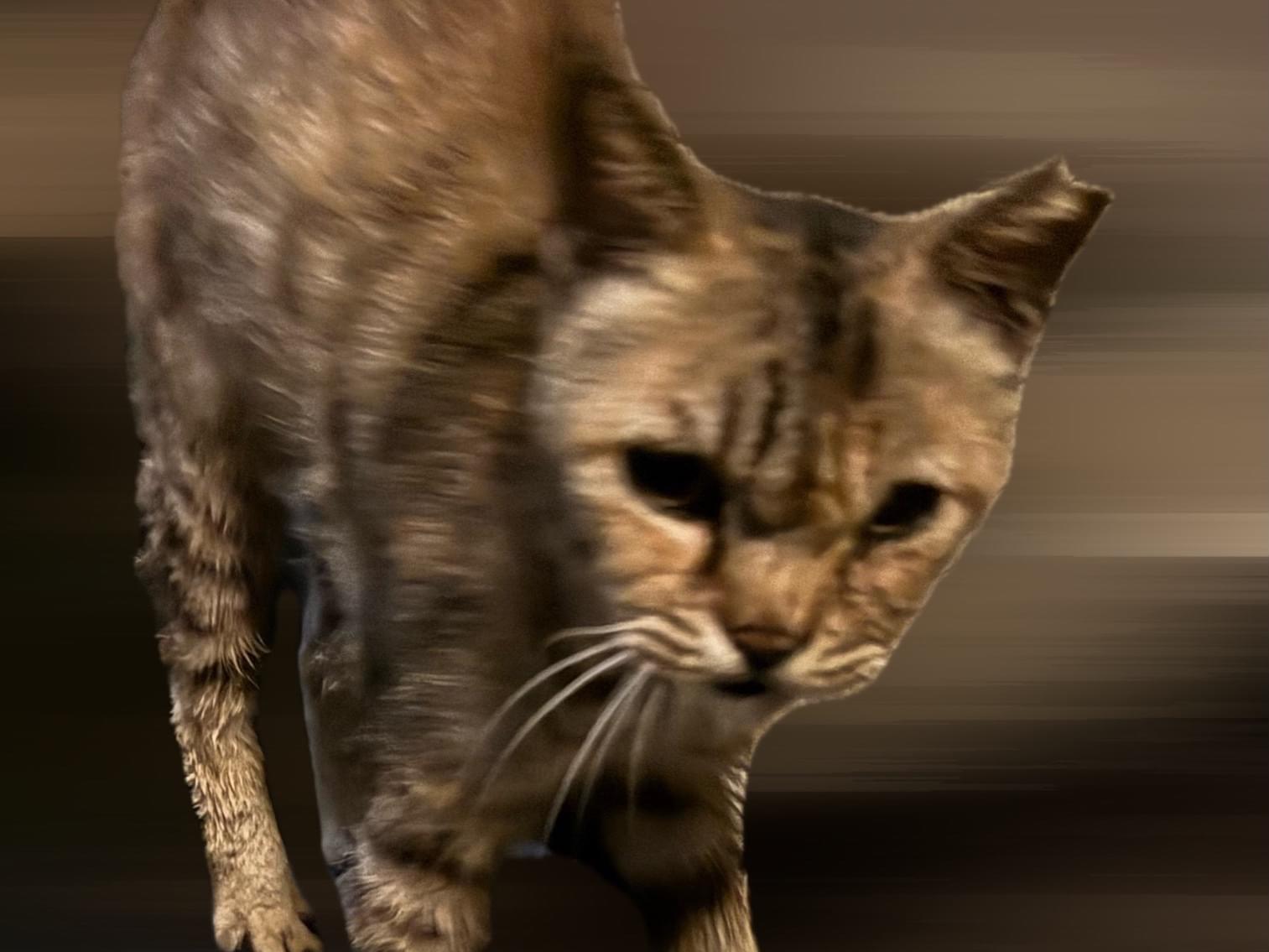目撃された猫