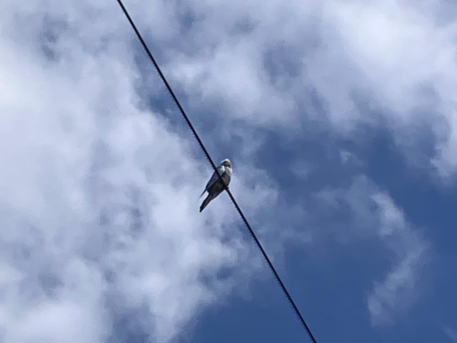 目撃された鳥