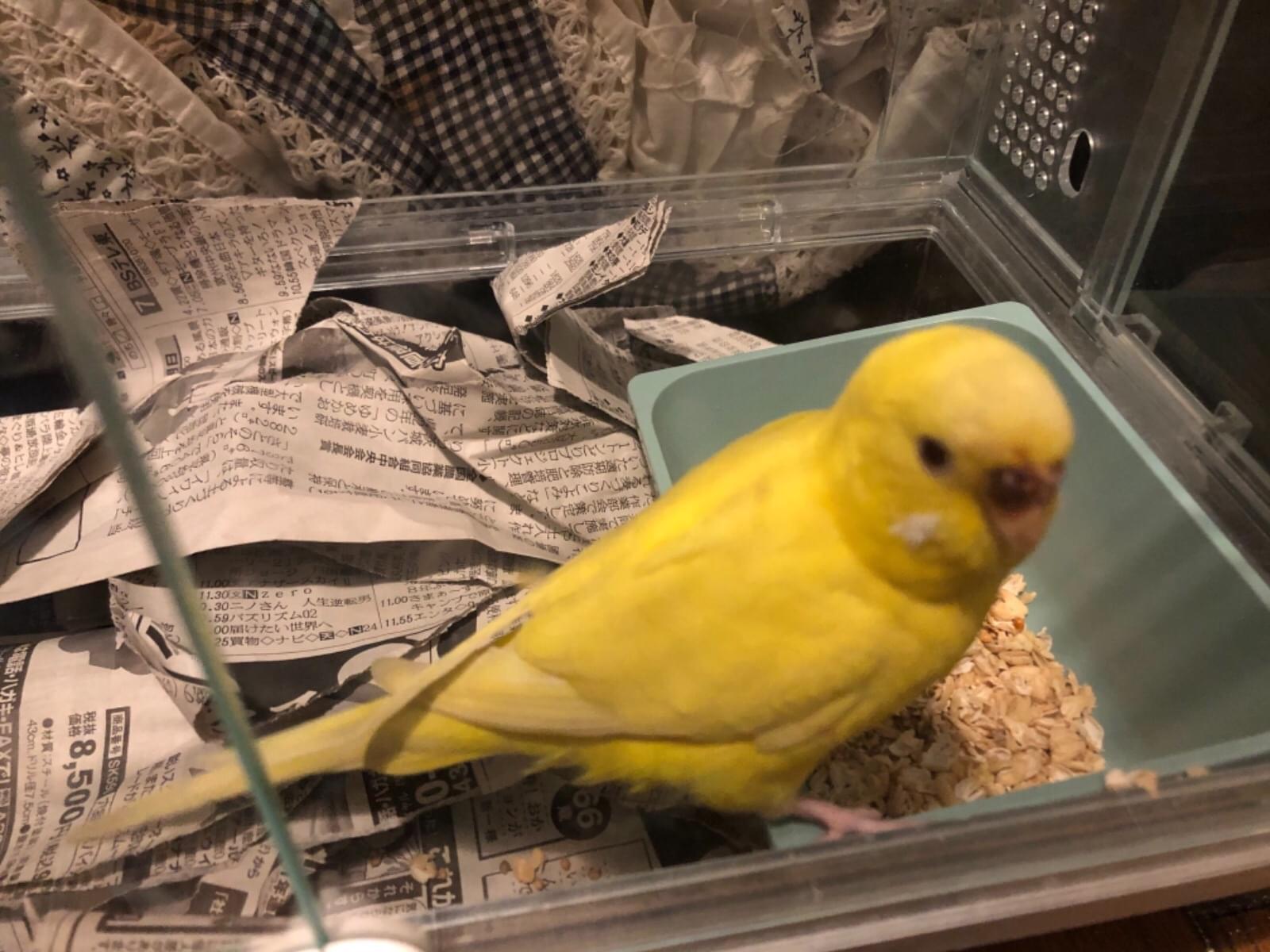 保護された鳥 保護された鳥
