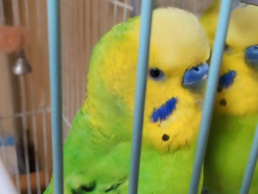 チロちゃん チロちゃん