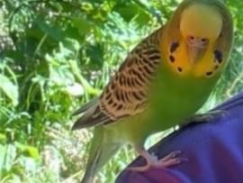 目撃された鳥