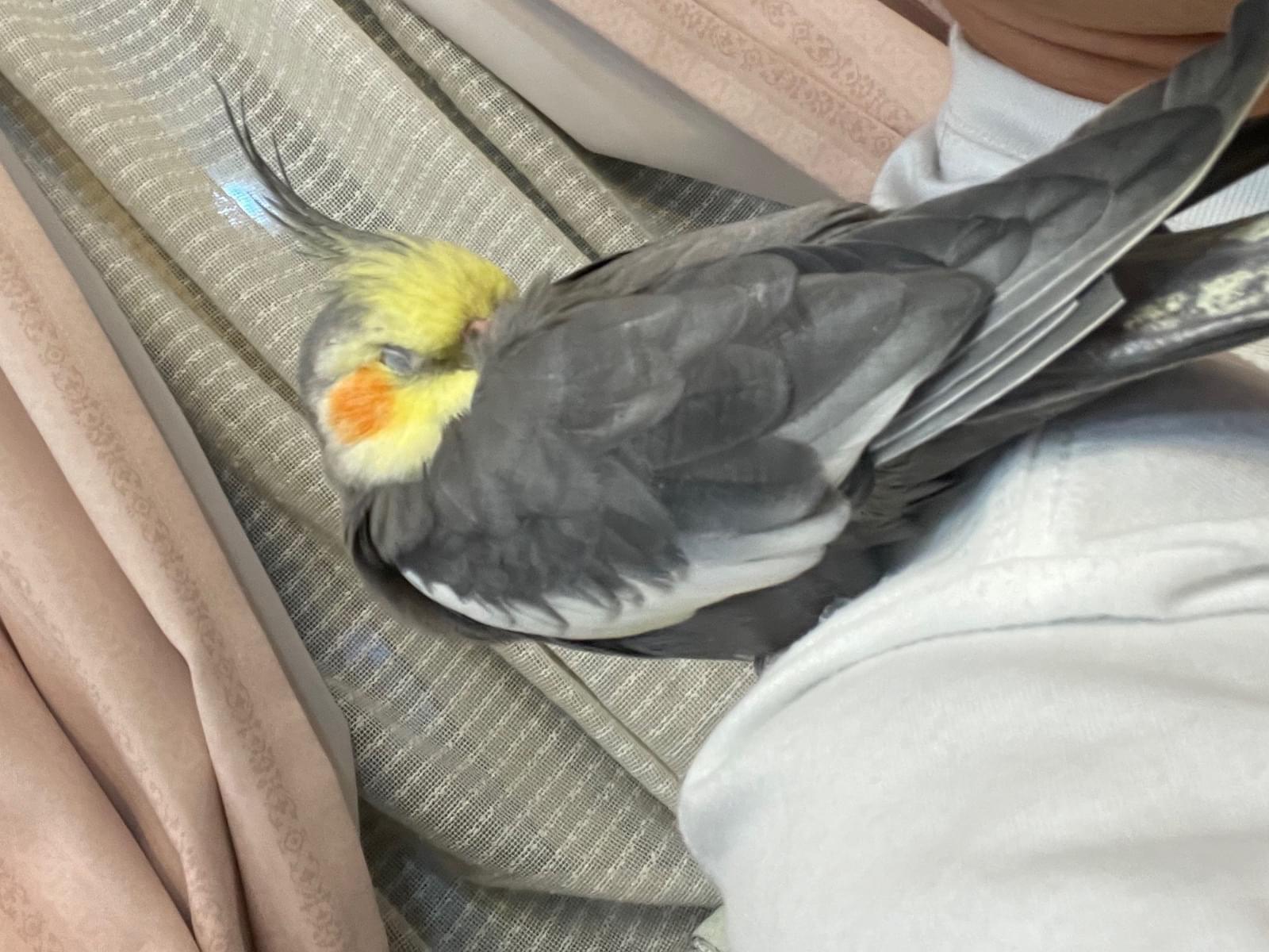 ぴーちゃん ぴーちゃん
