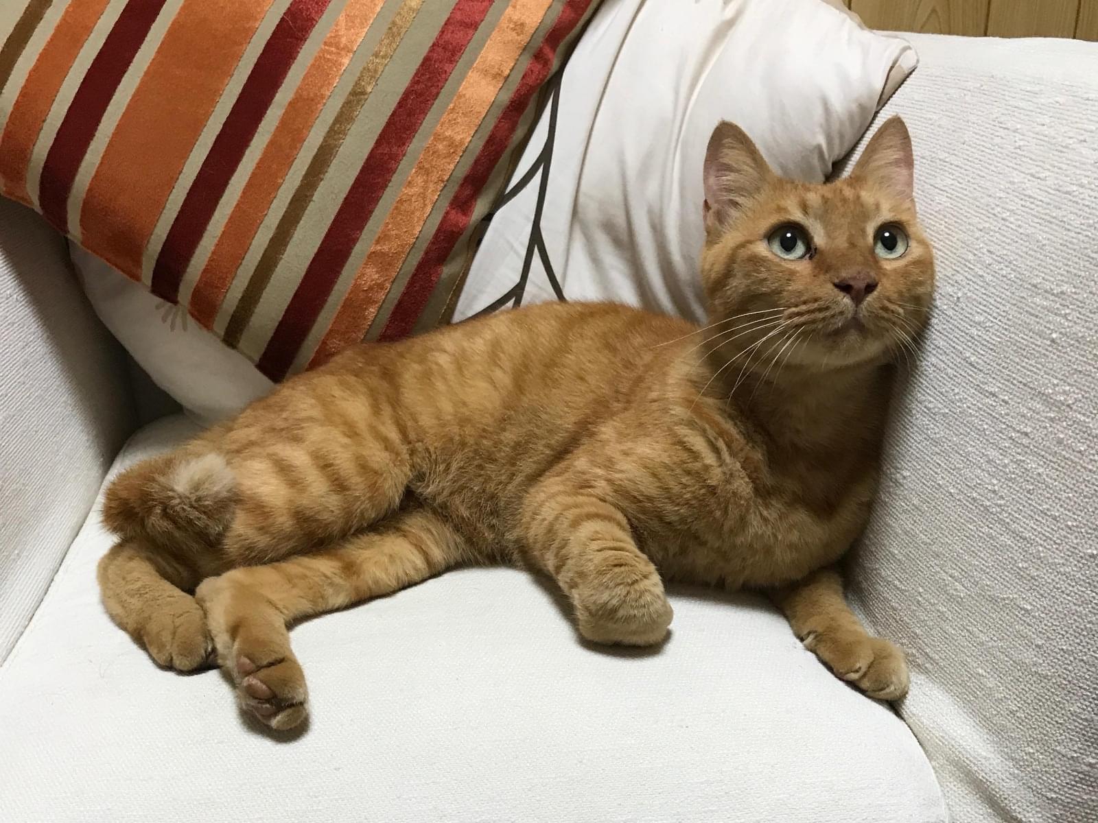 保護された猫 保護された猫