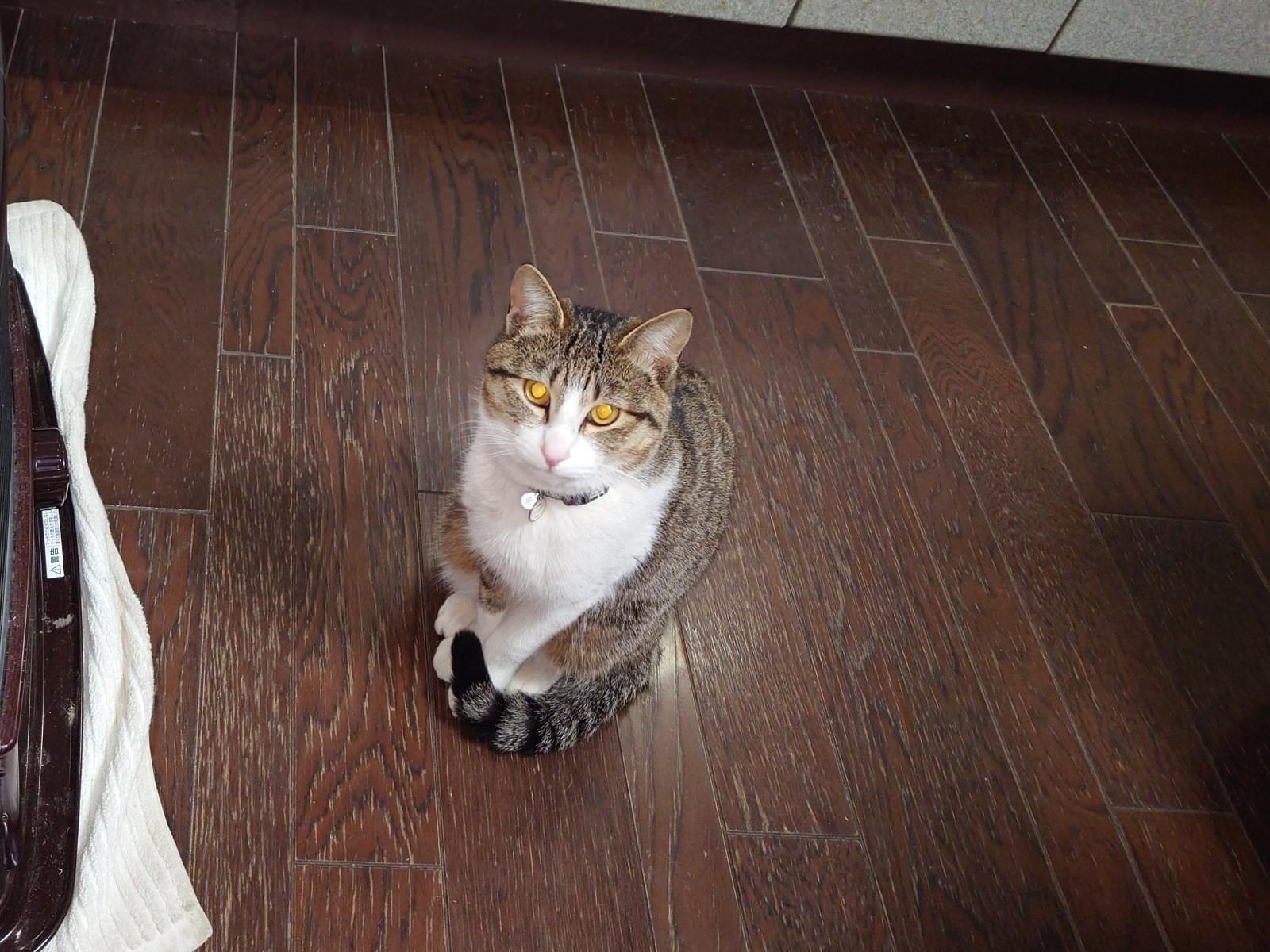 ミースケちゃん