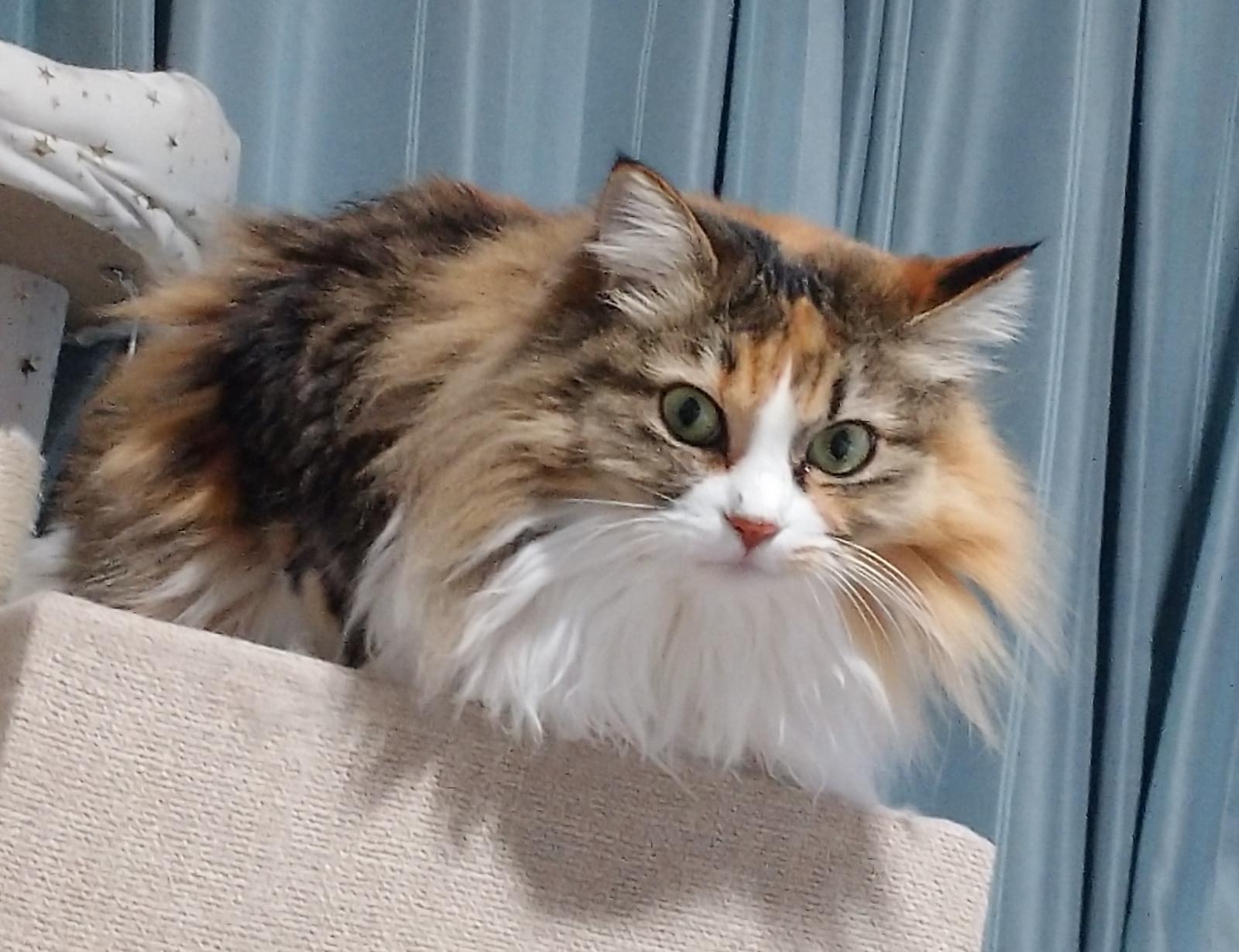 緑の木と三毛猫さん2 緑の木と三毛猫さん2 うつぶせ三毛猫｜WooBia公式