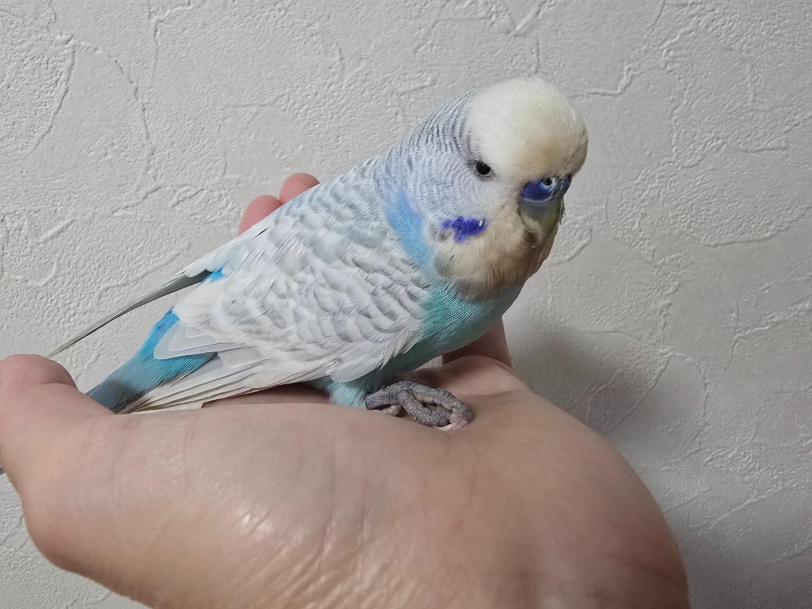 保護された鳥