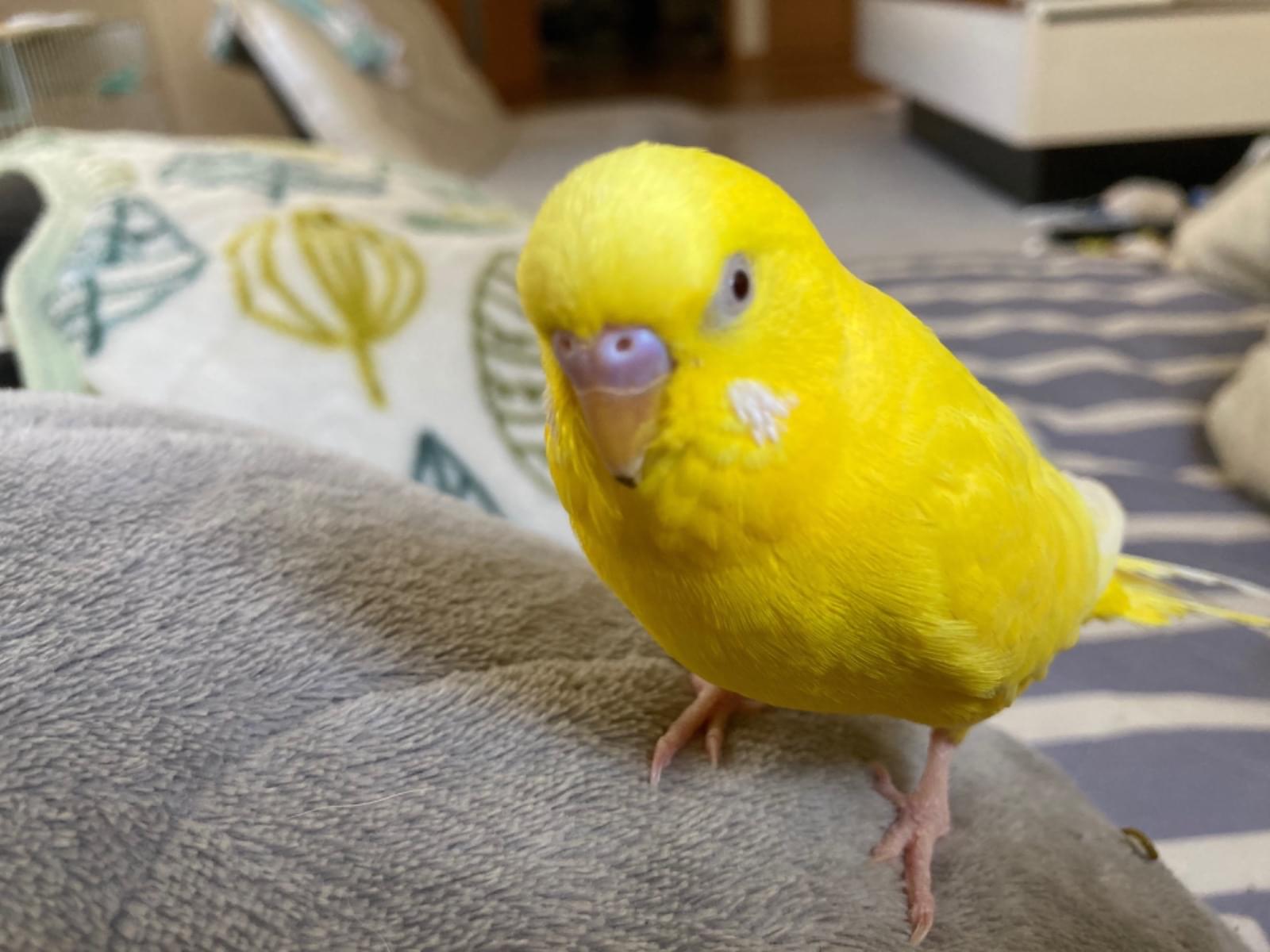 サンちゃん サンちゃん