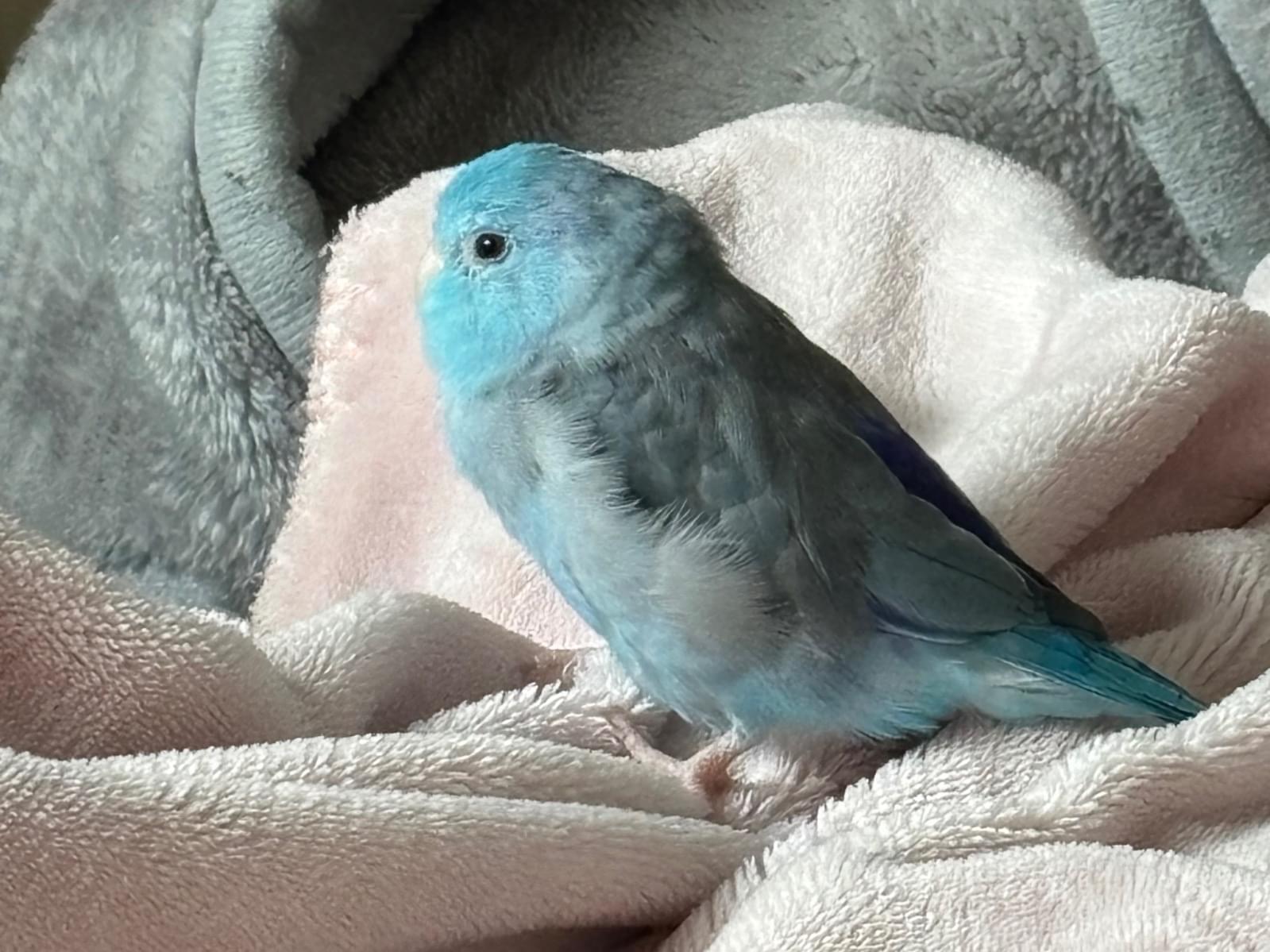 ぴちょねちゃん