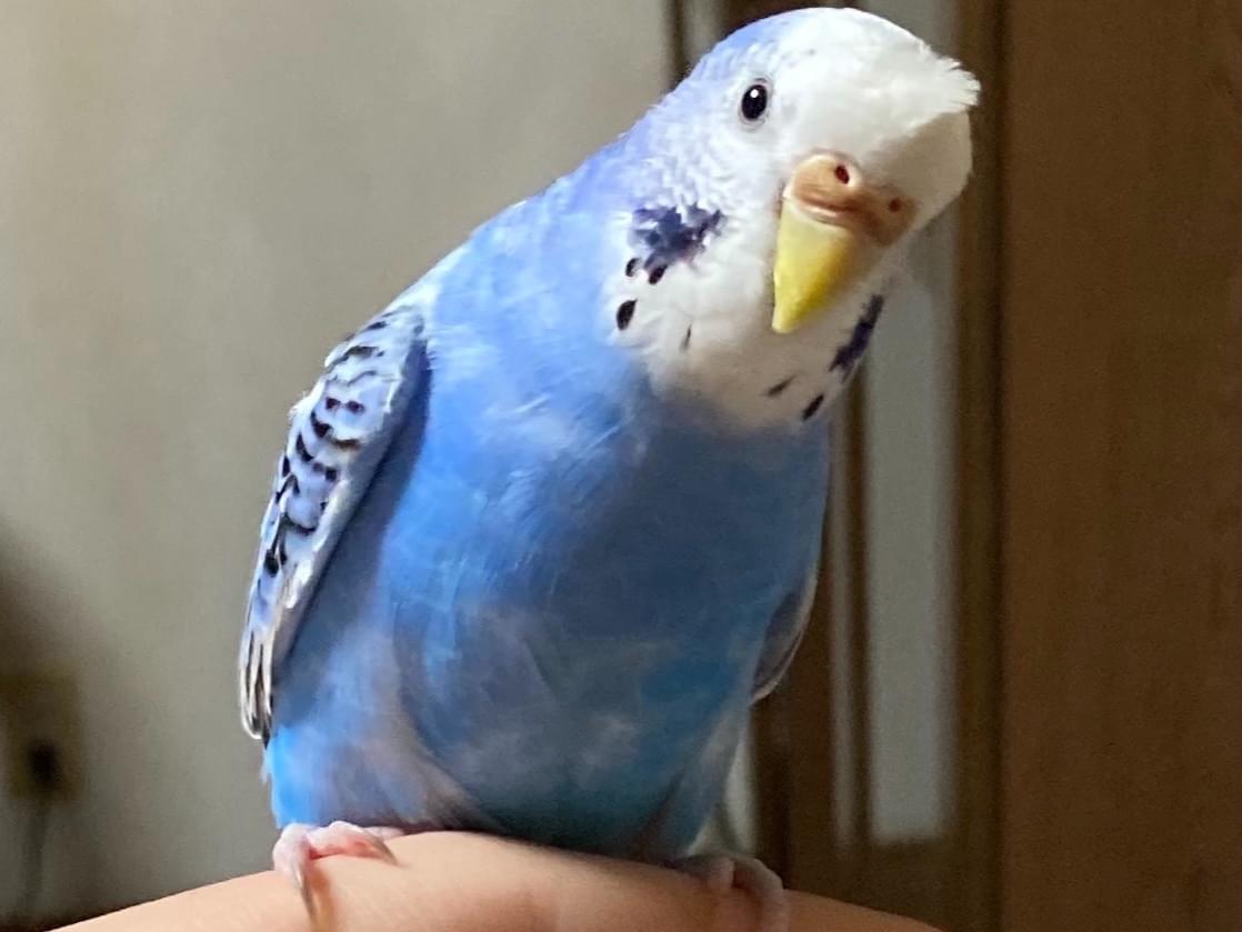 ぺんぺんちゃん ぺんぺんちゃん