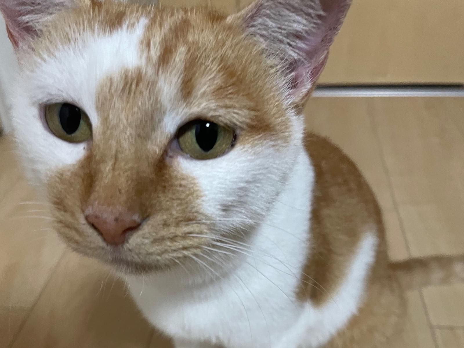 保護された猫 保護された猫