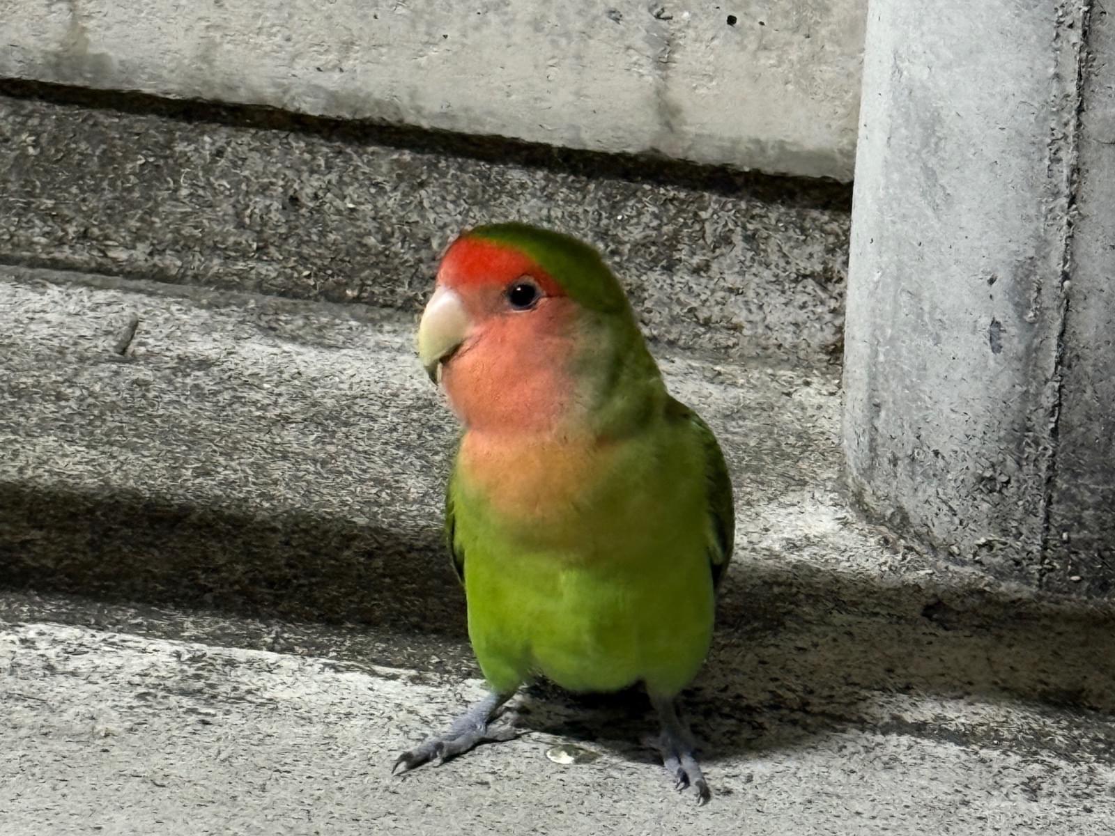 目撃された鳥 目撃された鳥