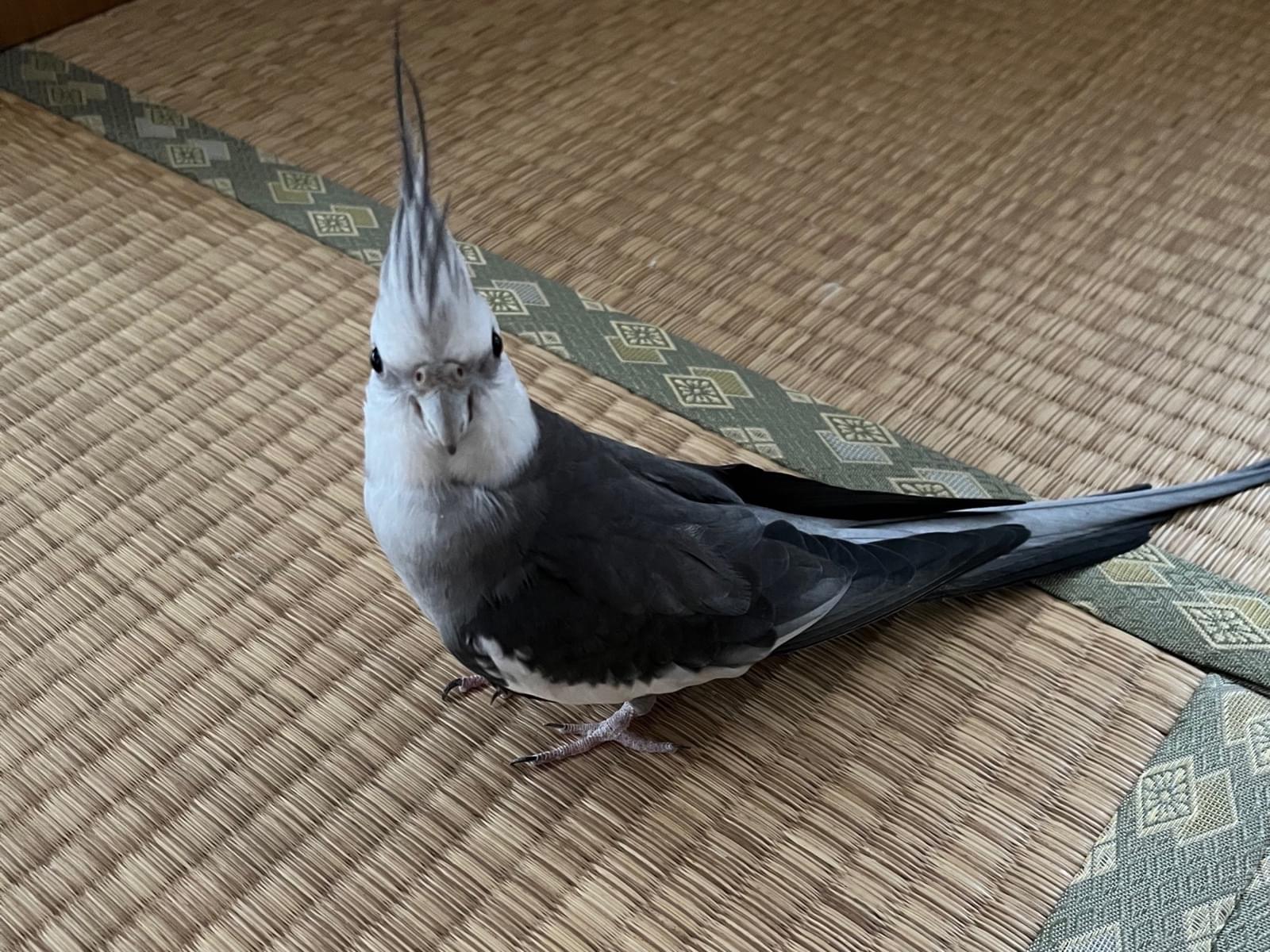 おーすけちゃん おーすけちゃん