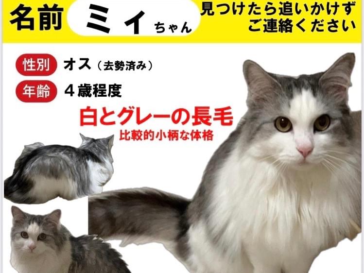 ミィちゃん ミィちゃん