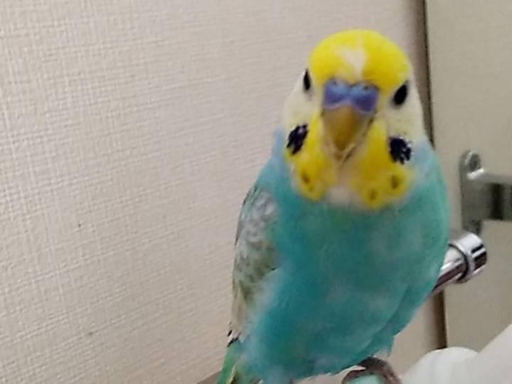 ハムちゃん ハムちゃん