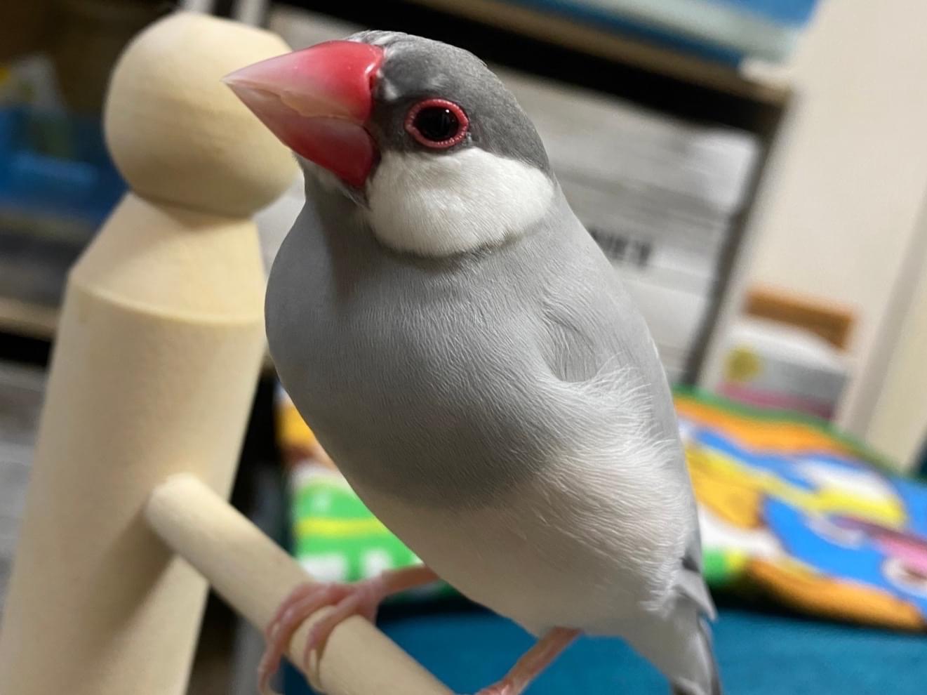ピノちゃん ピノちゃん