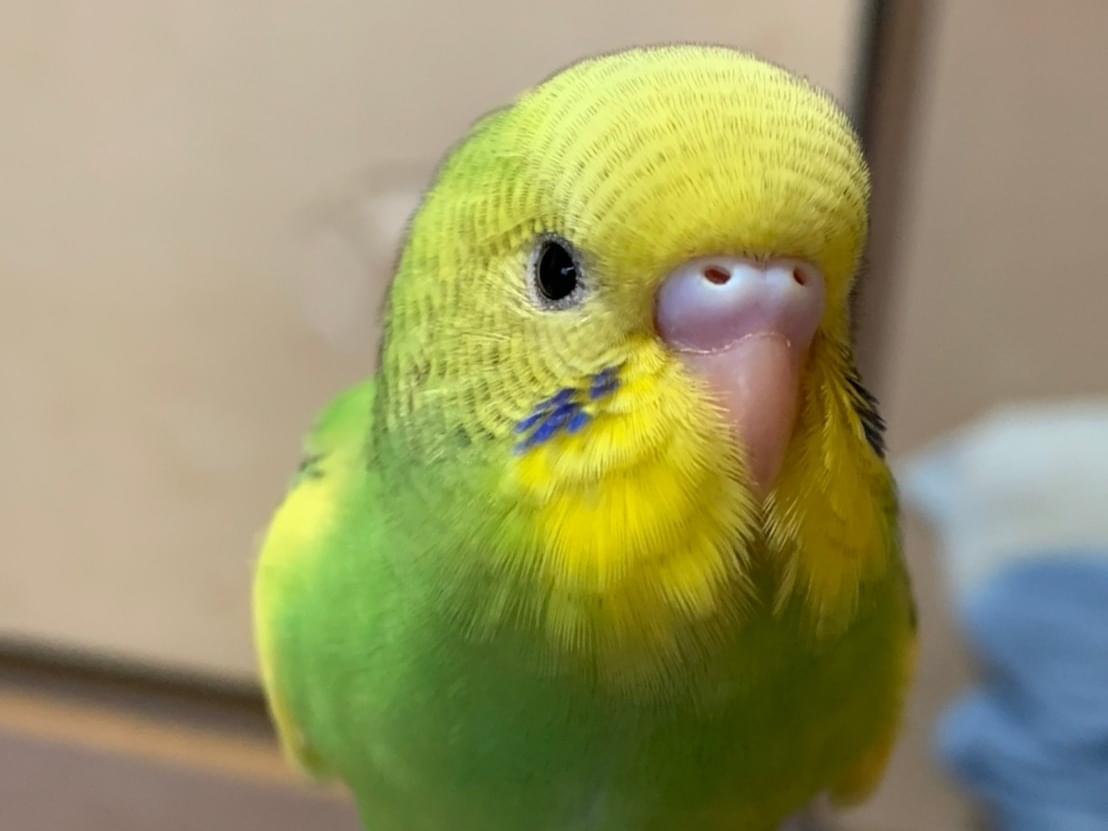 れもんちゃん れもんちゃん