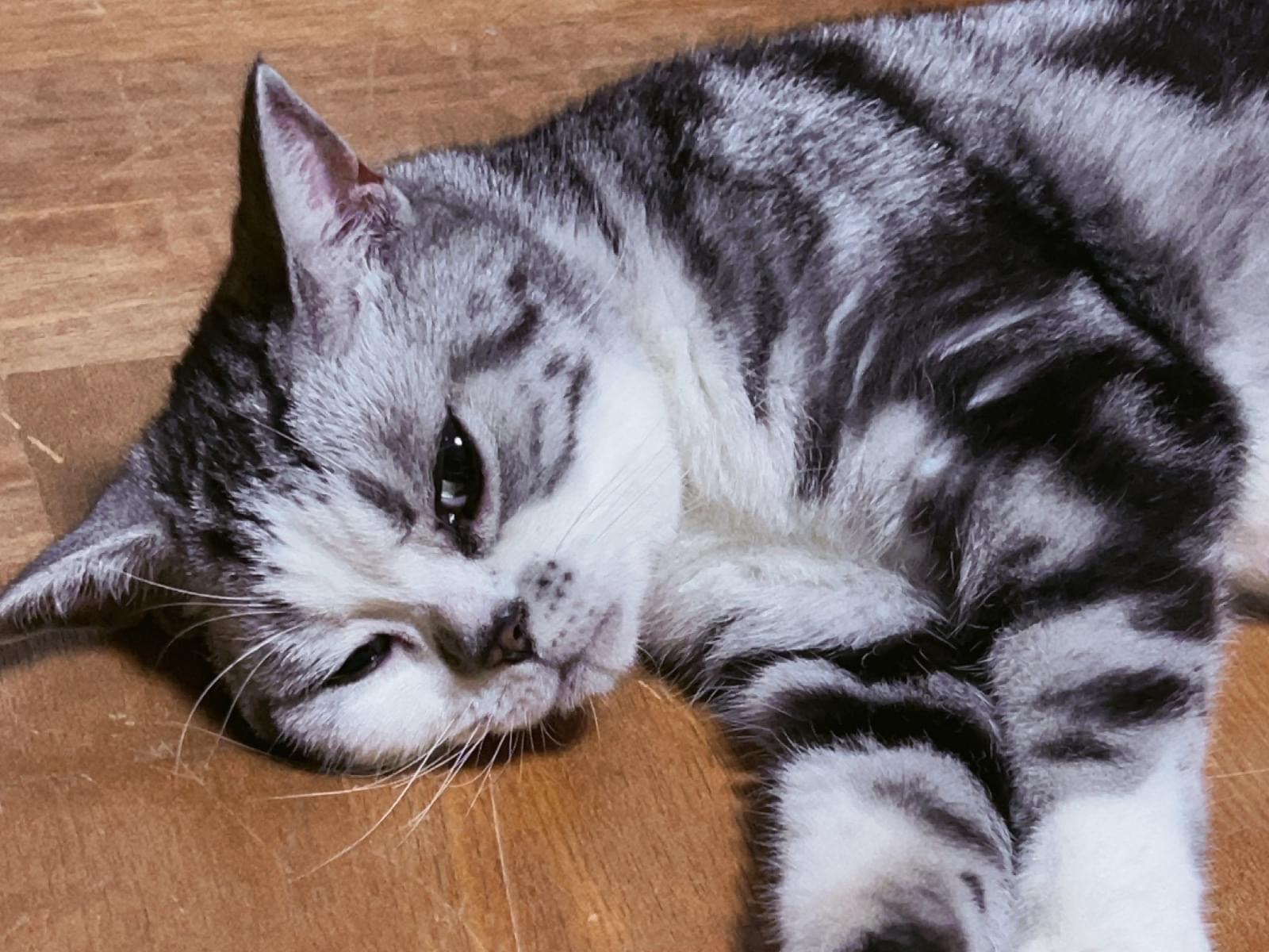 保護された猫 保護された猫