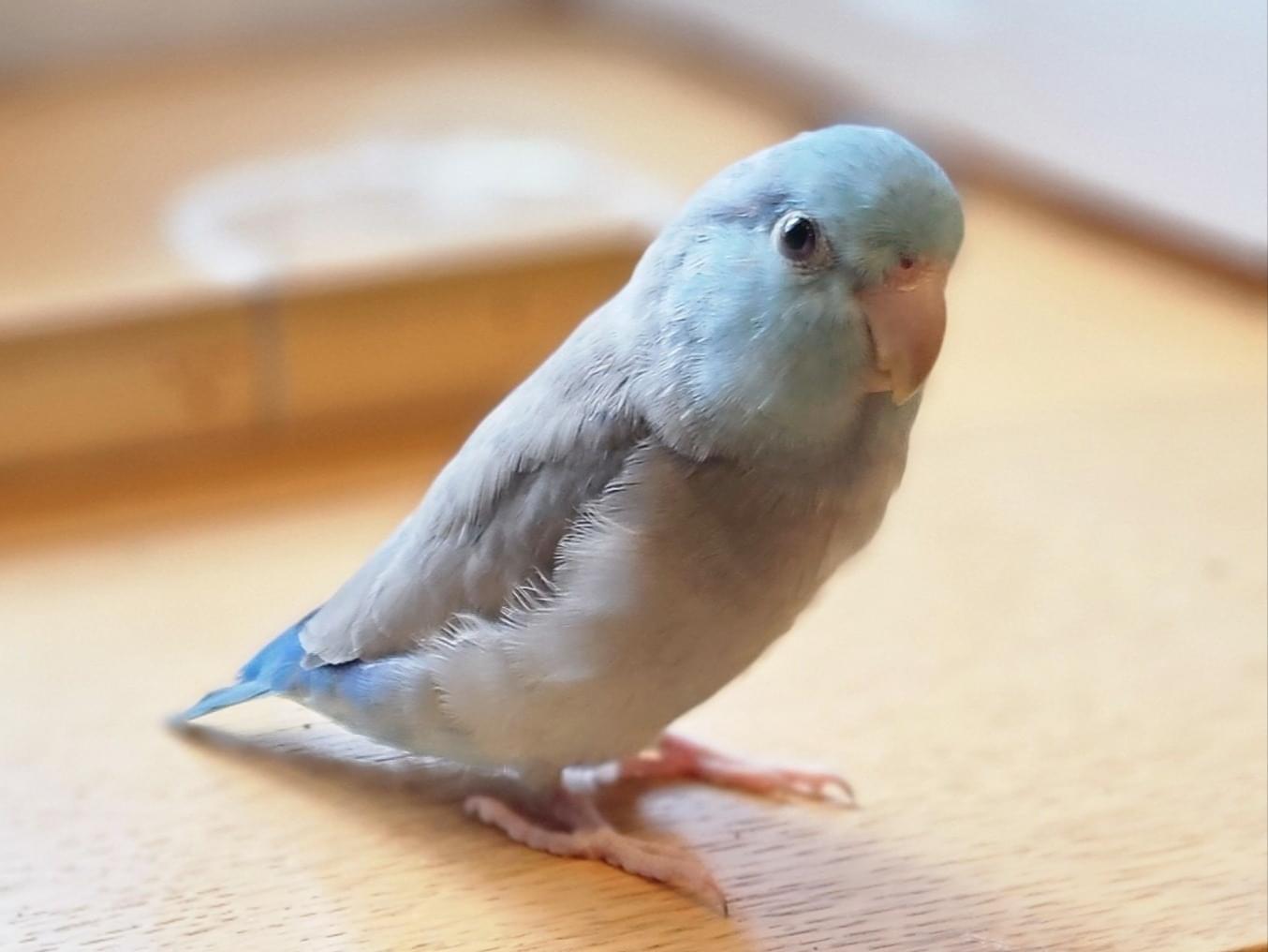 ラムネちゃん ラムネちゃん