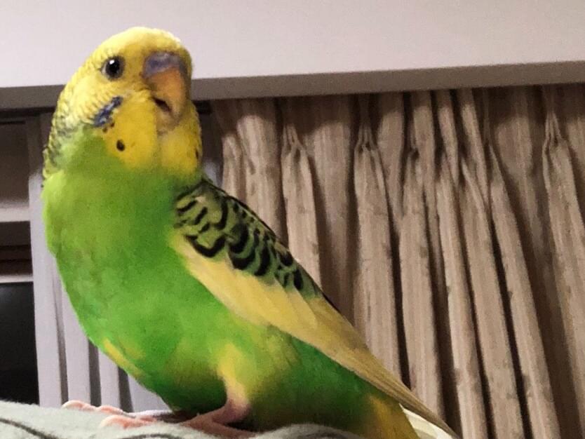 保護された鳥 保護された鳥