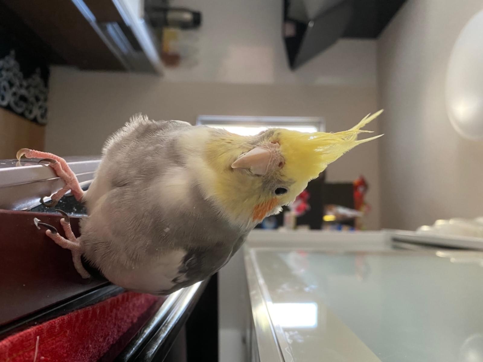メウちゃん メウちゃん