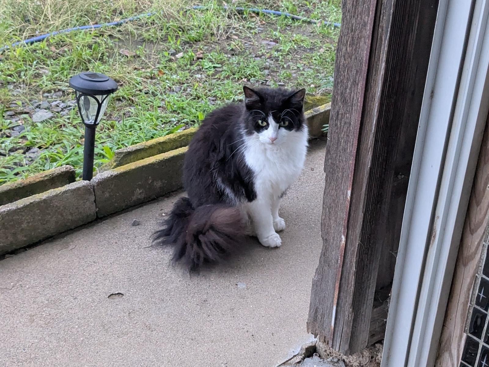 目撃された猫