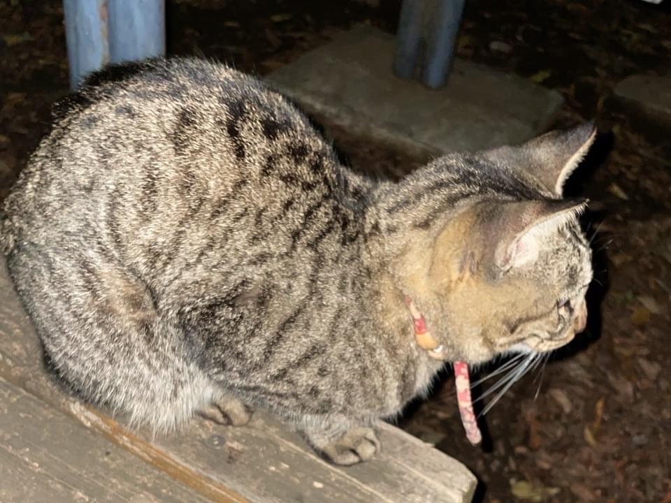 保護された猫 保護された猫