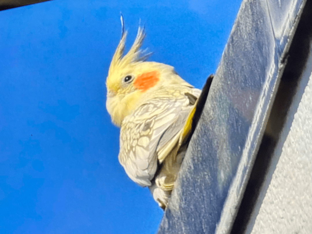 目撃された鳥 目撃された鳥