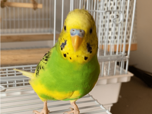 ぱぴちゃん ぱぴちゃん