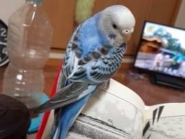 テンちゃん テンちゃん