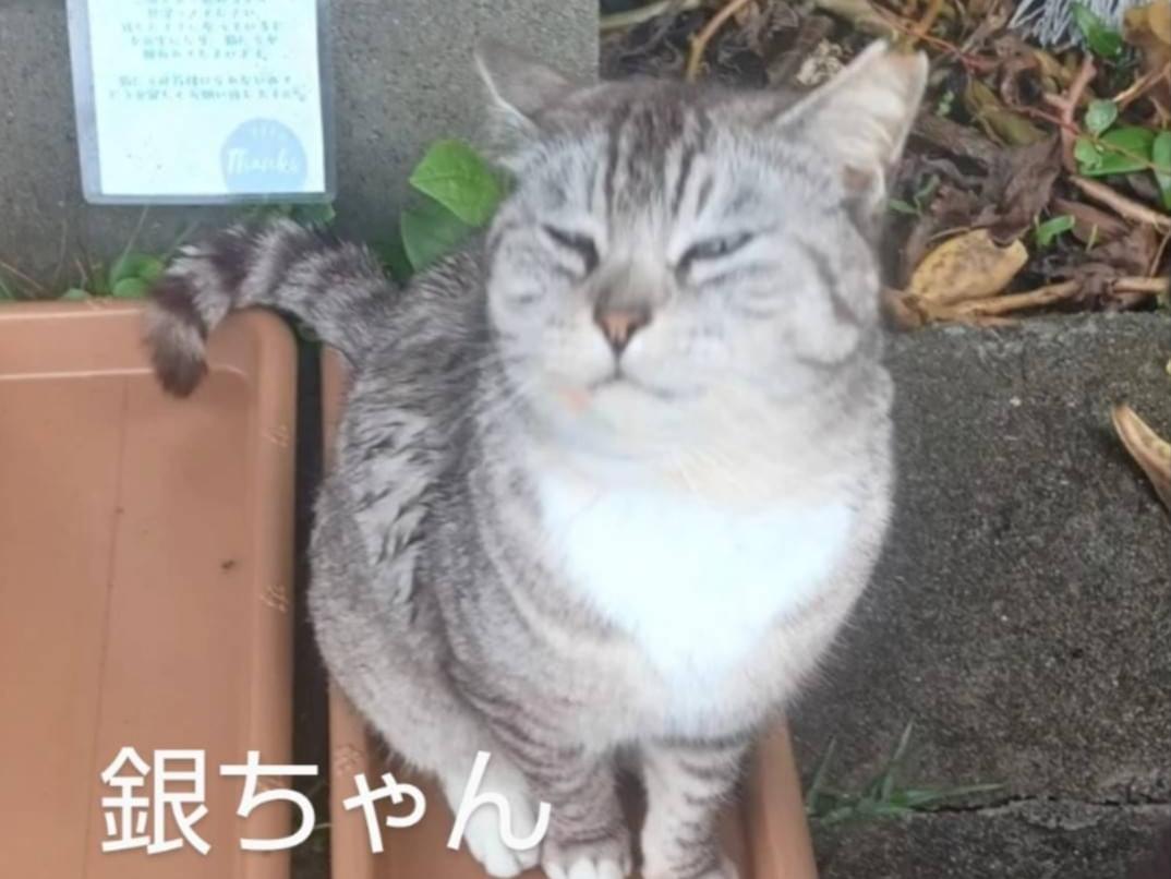 銀ちゃん 銀ちゃん